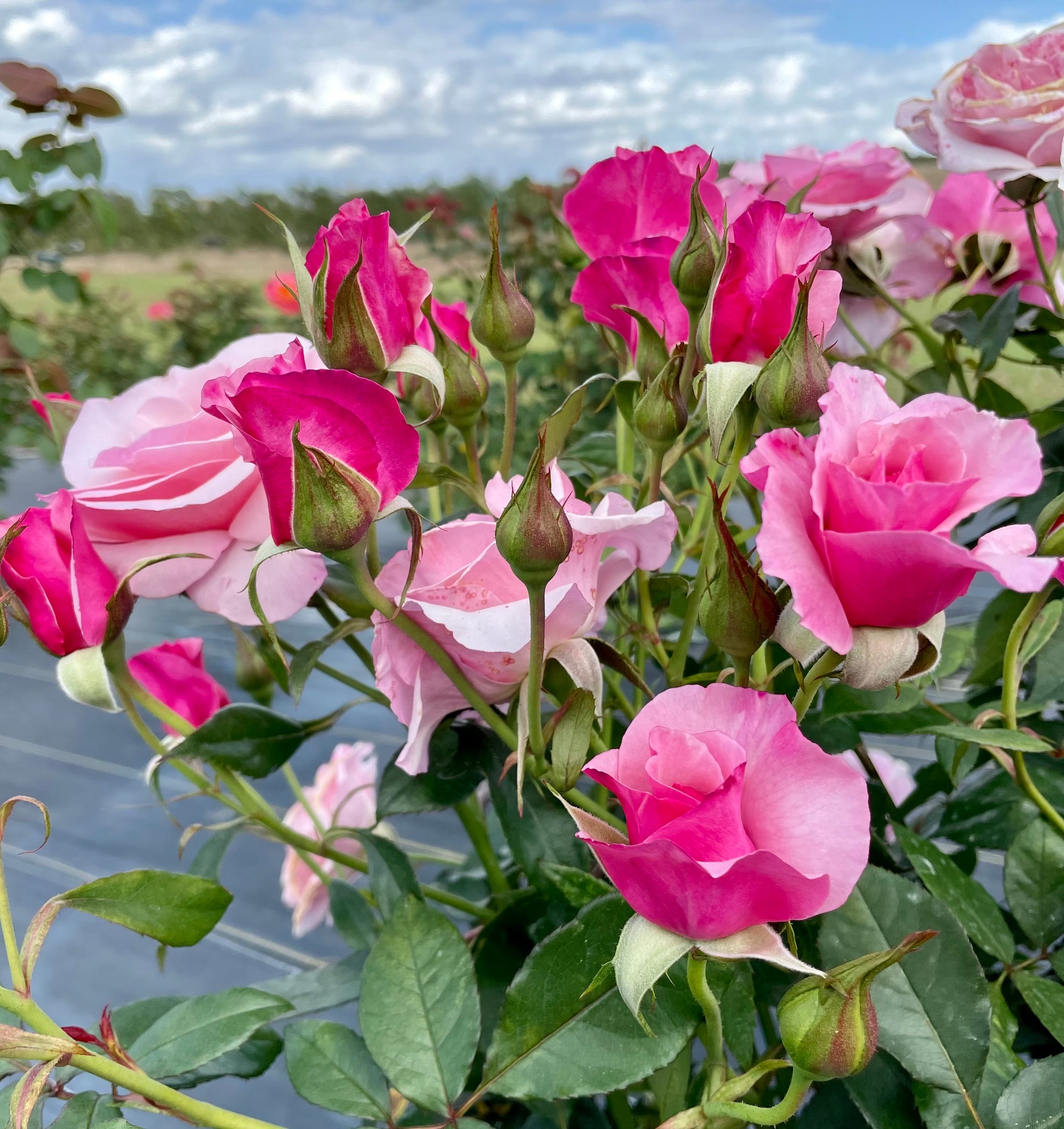 Our Lady of Guadalupe – Nelson's Southern Roses