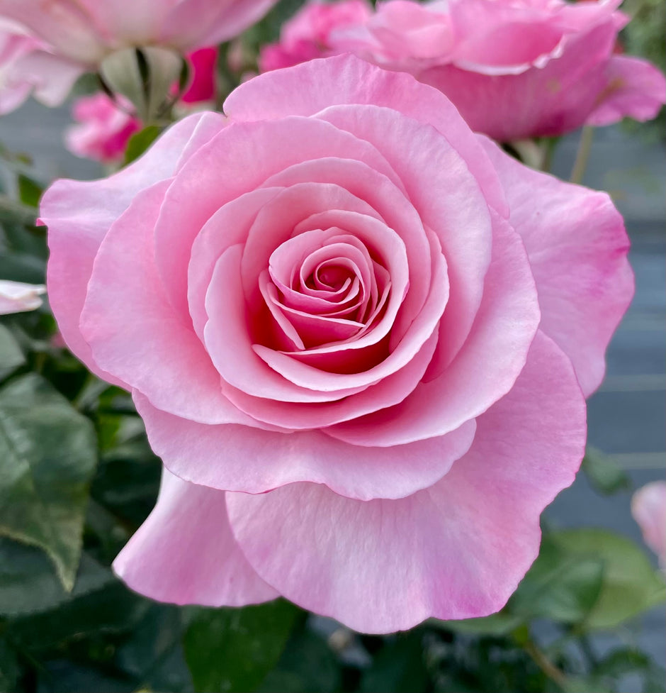 Red Roses Nelson Roses grafted on Fortuniana Rootstock – Nelson's Southern Roses