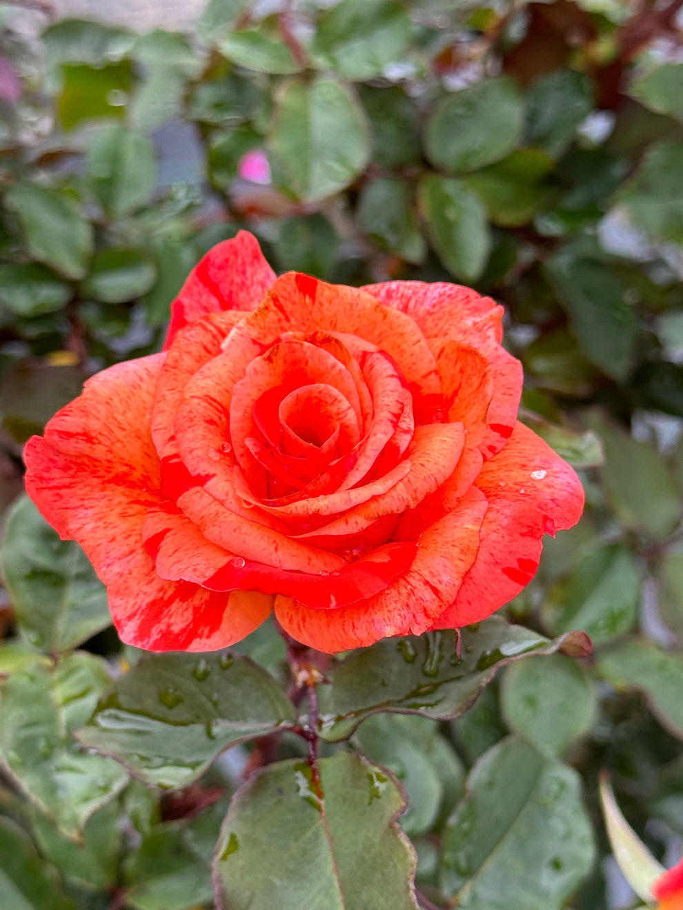 Red Roses Nelson Michelangelo – Nelson's Southern Roses