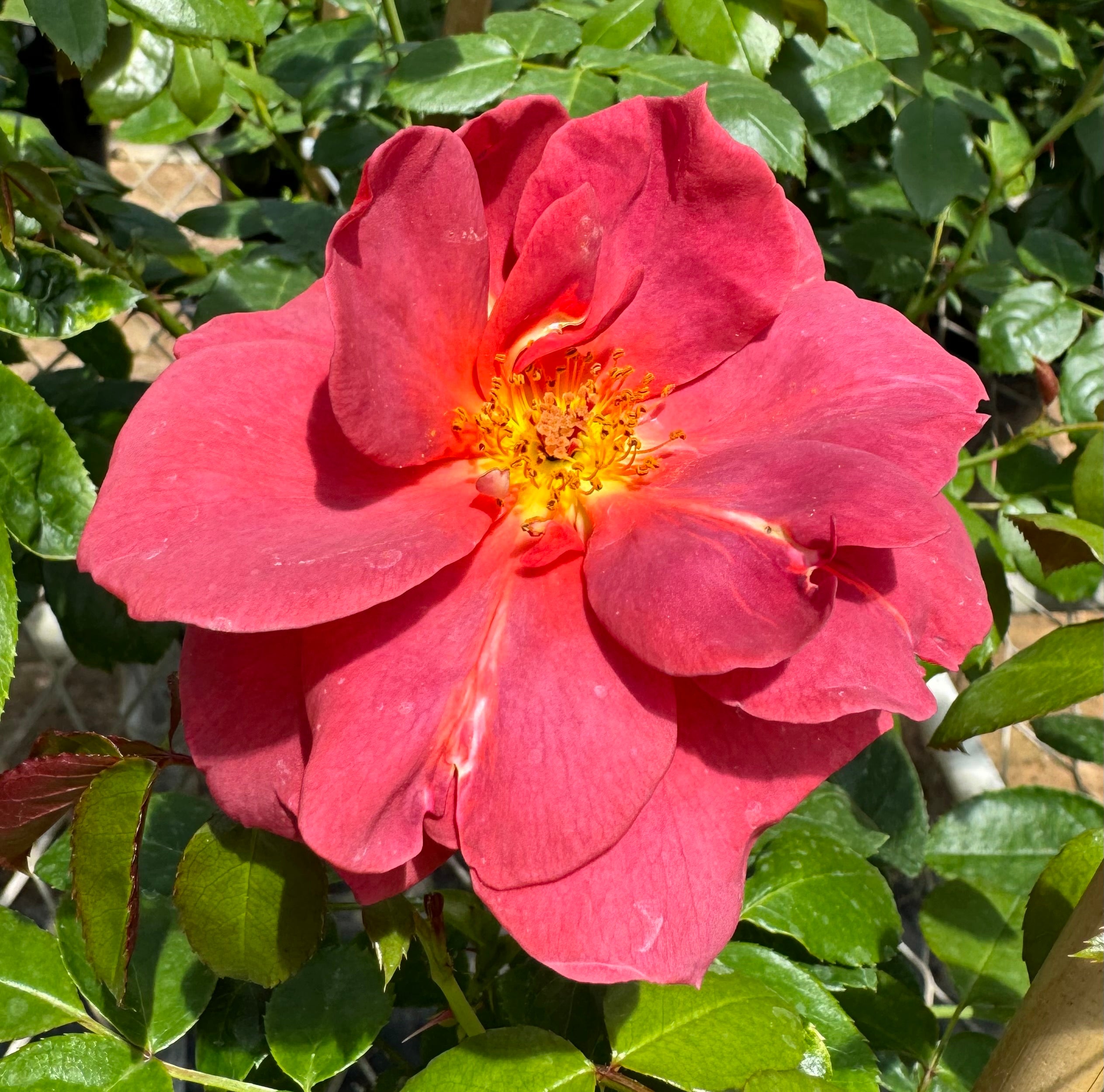 Red Roses Nelson Hot Chocolate – Nelson's Southern Roses