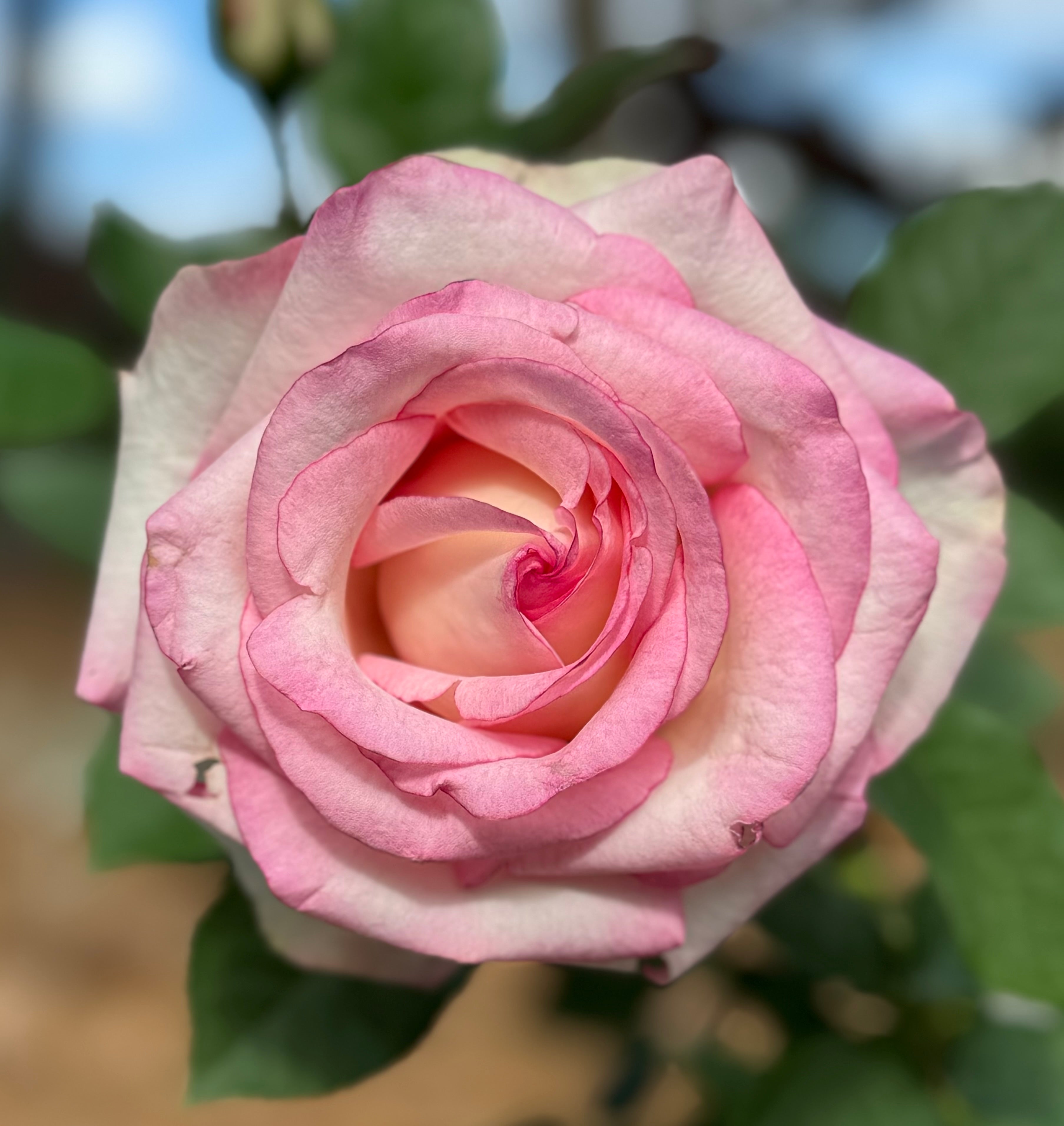 Moonstone – Nelson's Southern Roses