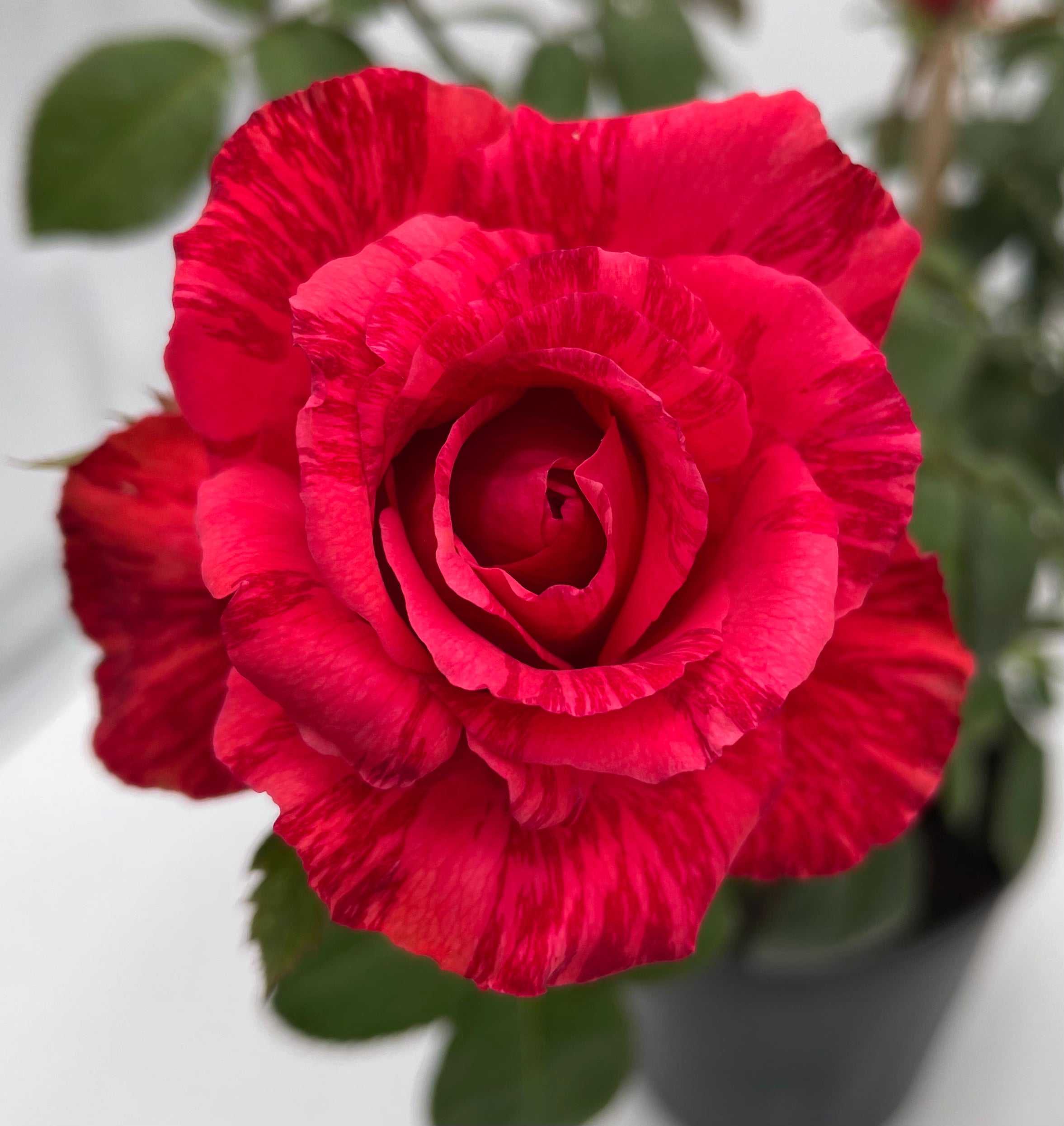 Southern Roses Notes Red Intuition – Nelson's Southern Roses