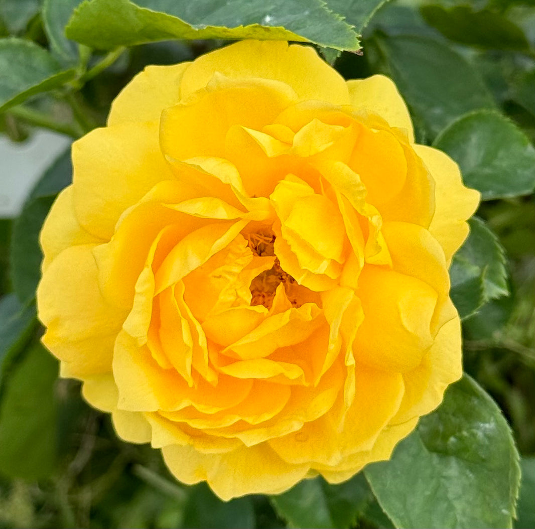 Red Roses Nelson Roses grafted on Fortuniana Rootstock – Nelson's Southern Roses