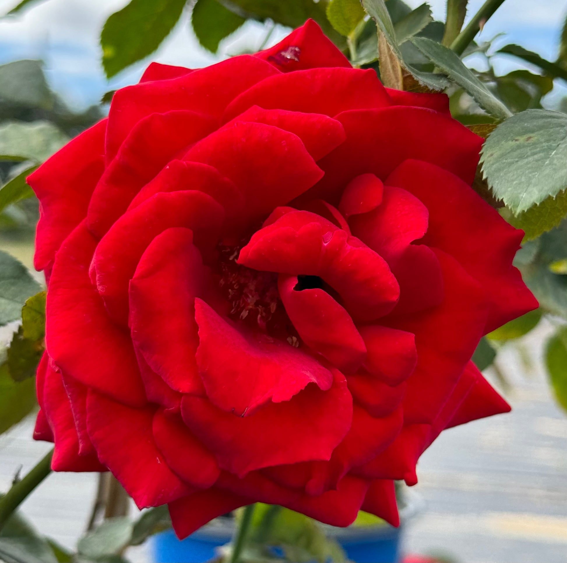 Kentucky Derby – Nelson's Southern Roses