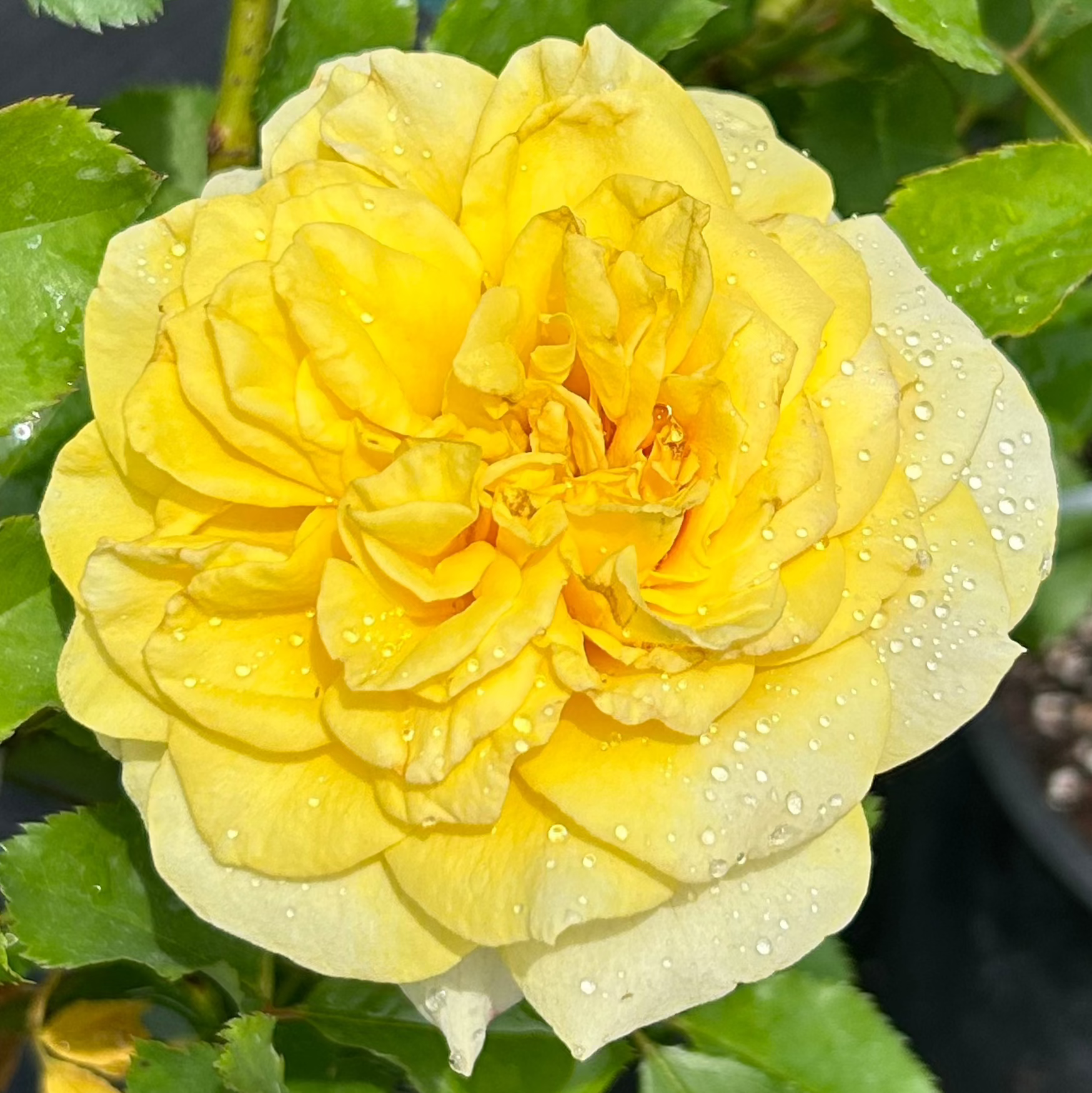 Polo Roses Open Marco Polo – Nelson's Southern Roses