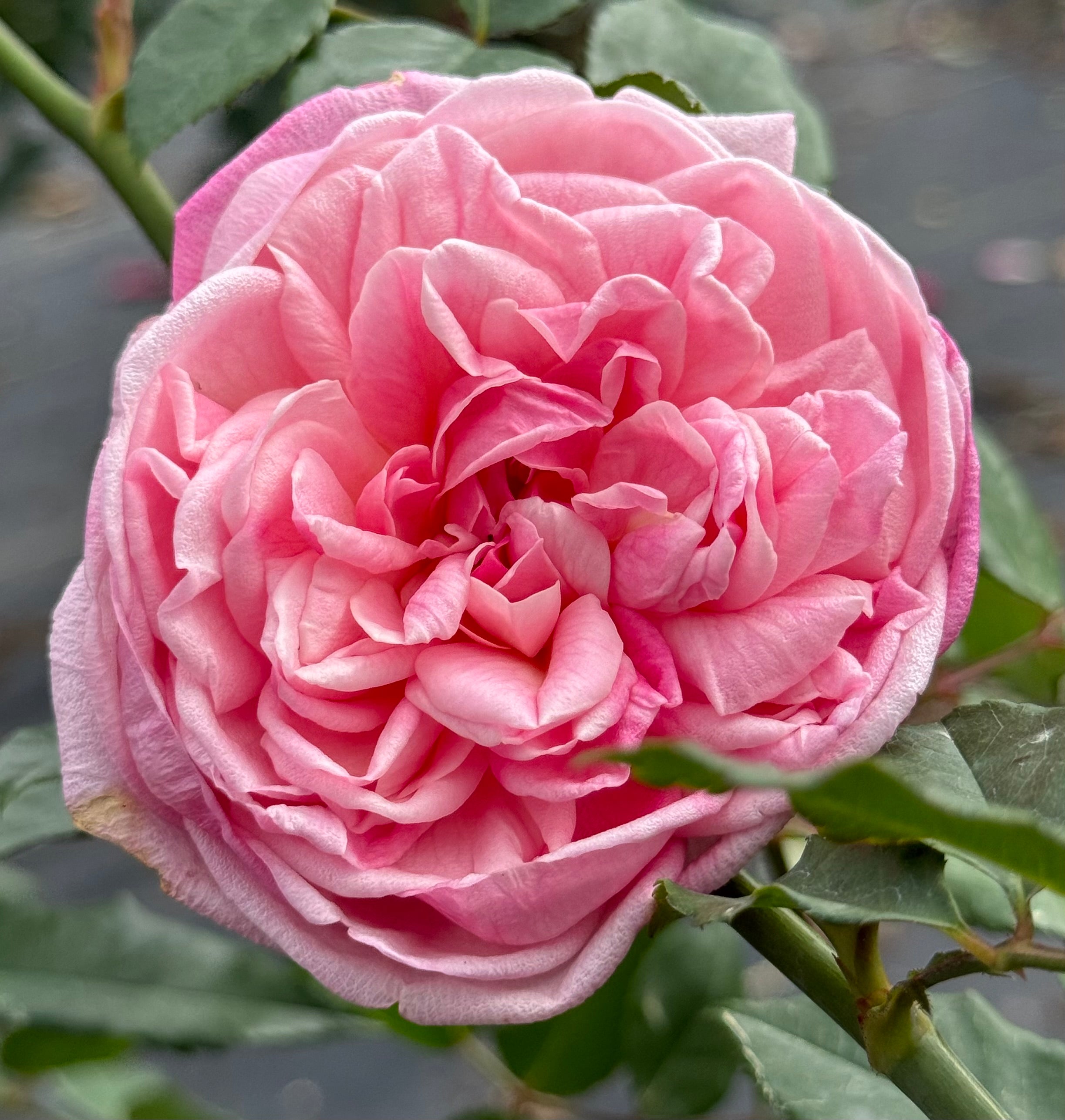 Mrs. B.R. Cant – Nelson's Southern Roses