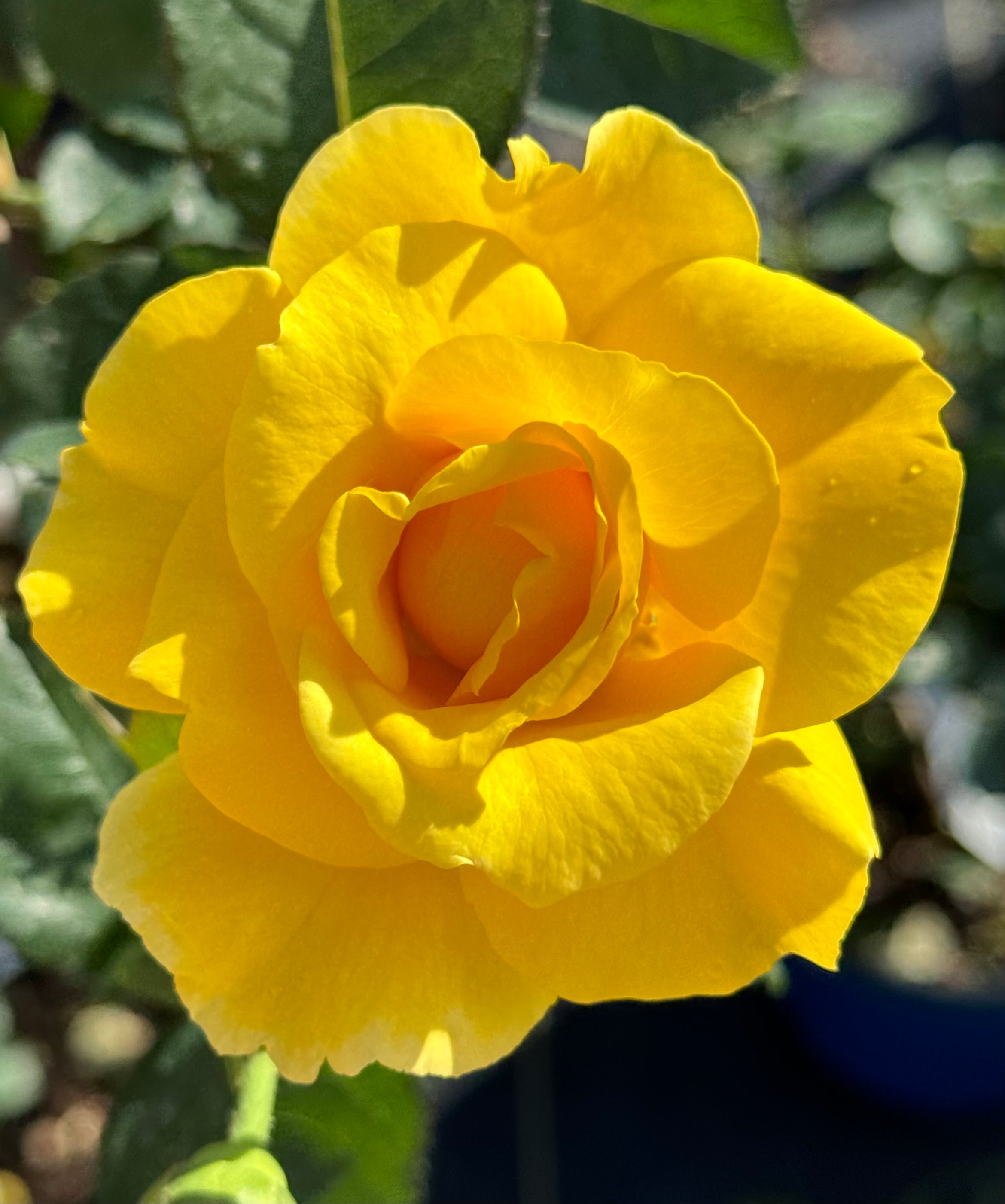 Midas Touch – Nelson's Southern Roses