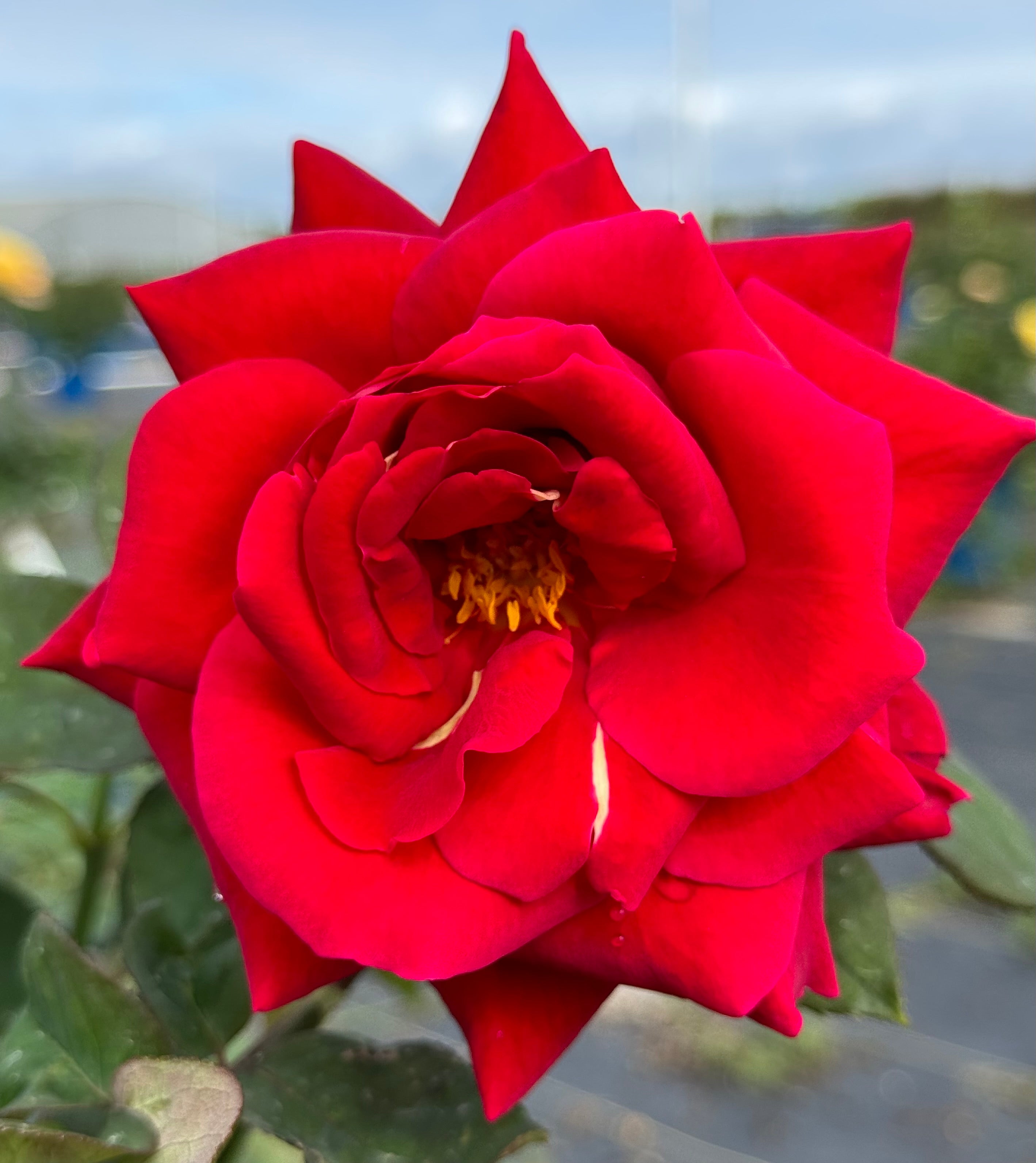 Red Roses Nelson Mister Lincoln – Nelson's Southern Roses