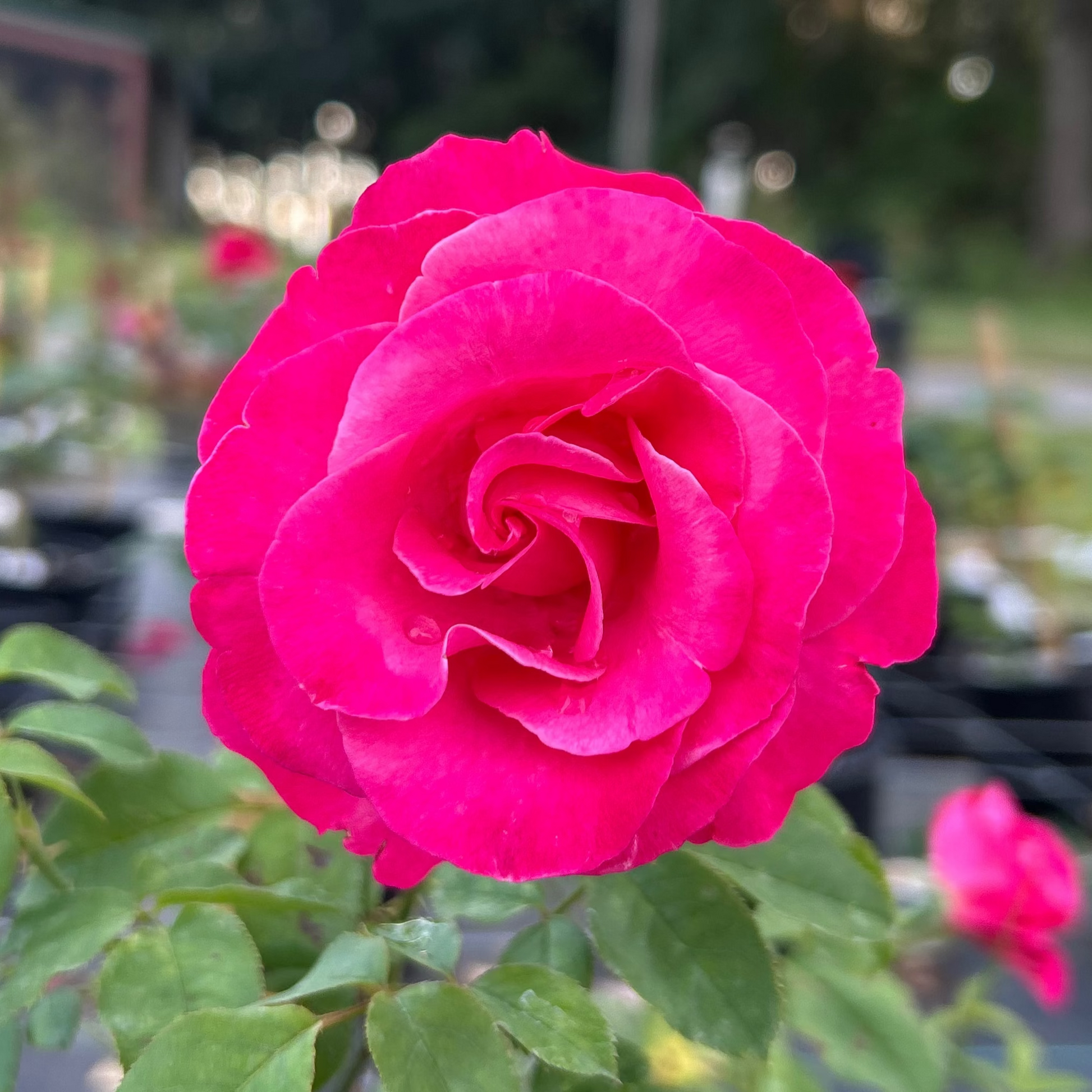 Red Roses Nelson Nightingale – Nelson's Southern Roses