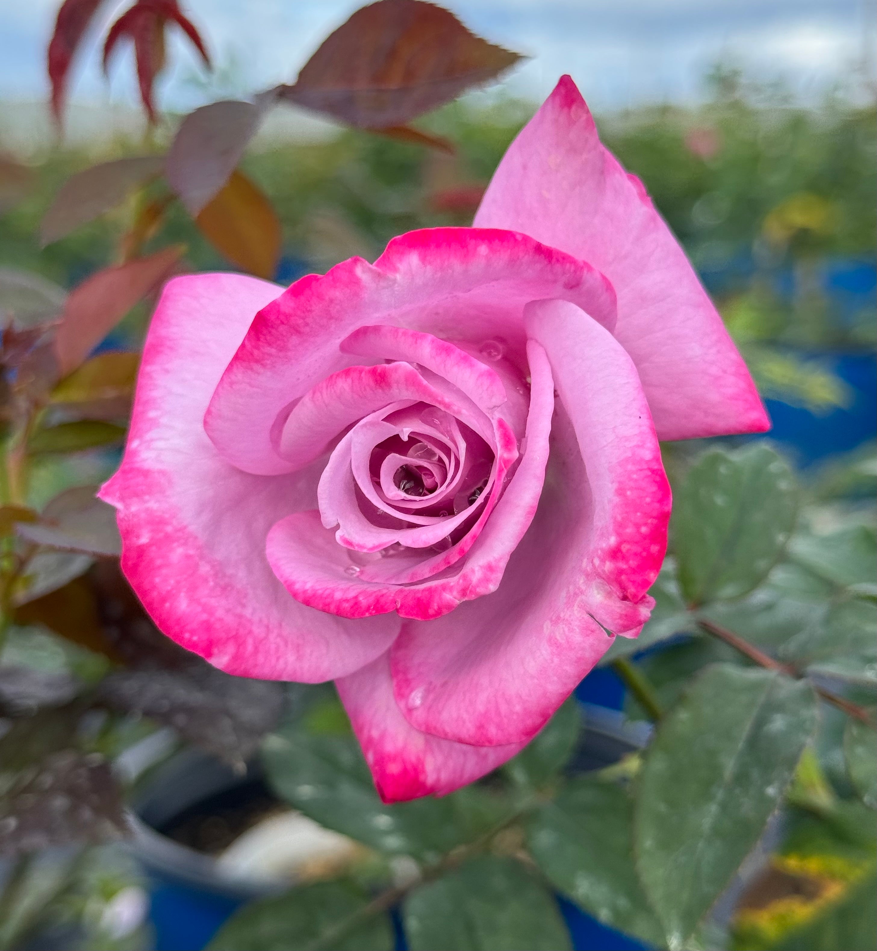 ROSE❣️ Paradise – Nelson's Southern Roses