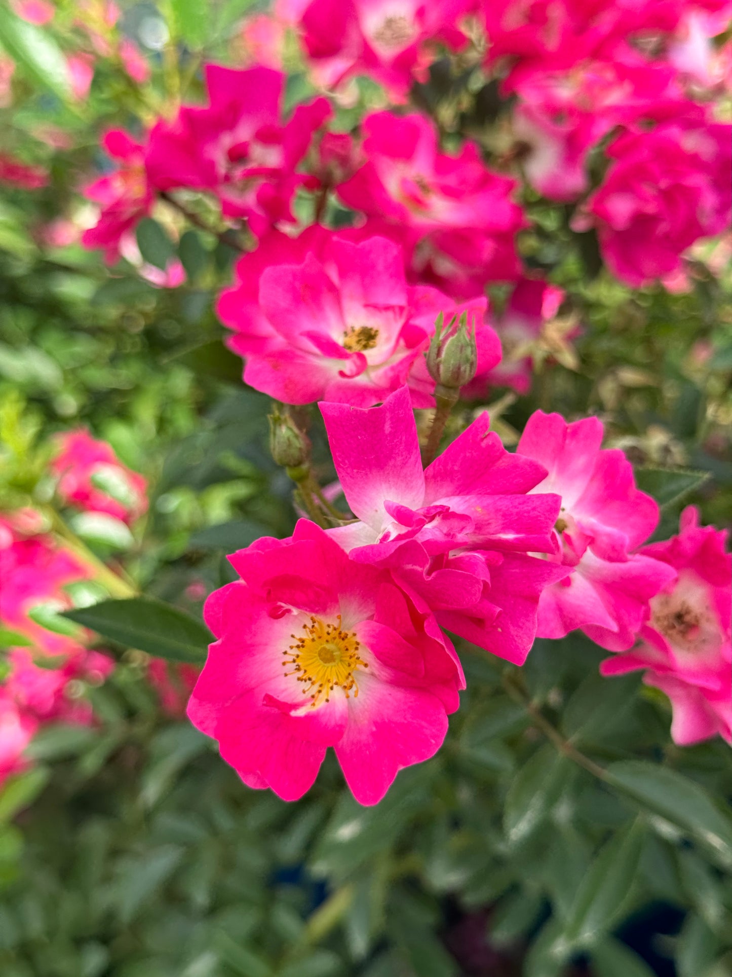 Pink Picnic