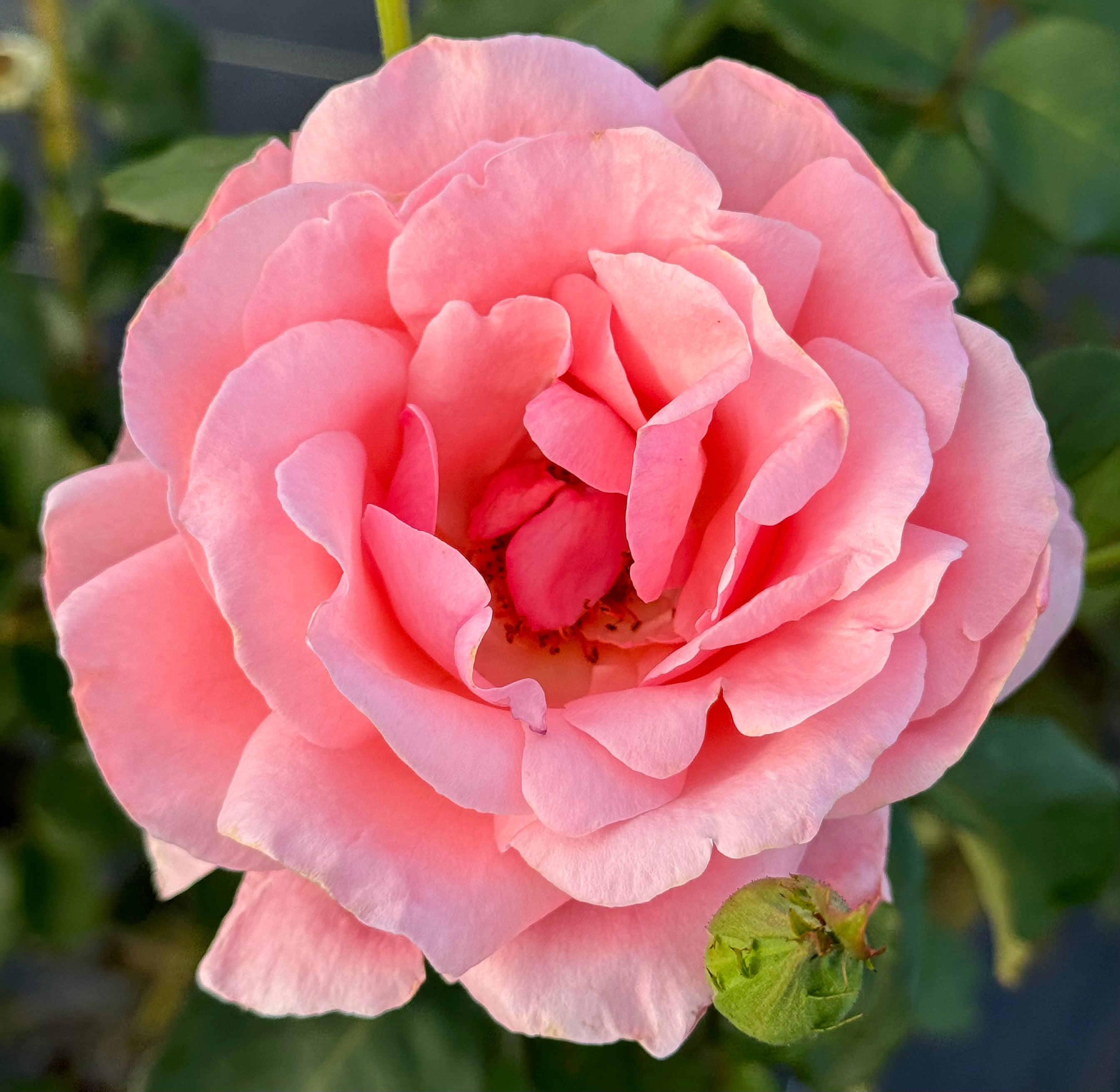 Queen Elizabeth – Nelson's Southern Roses