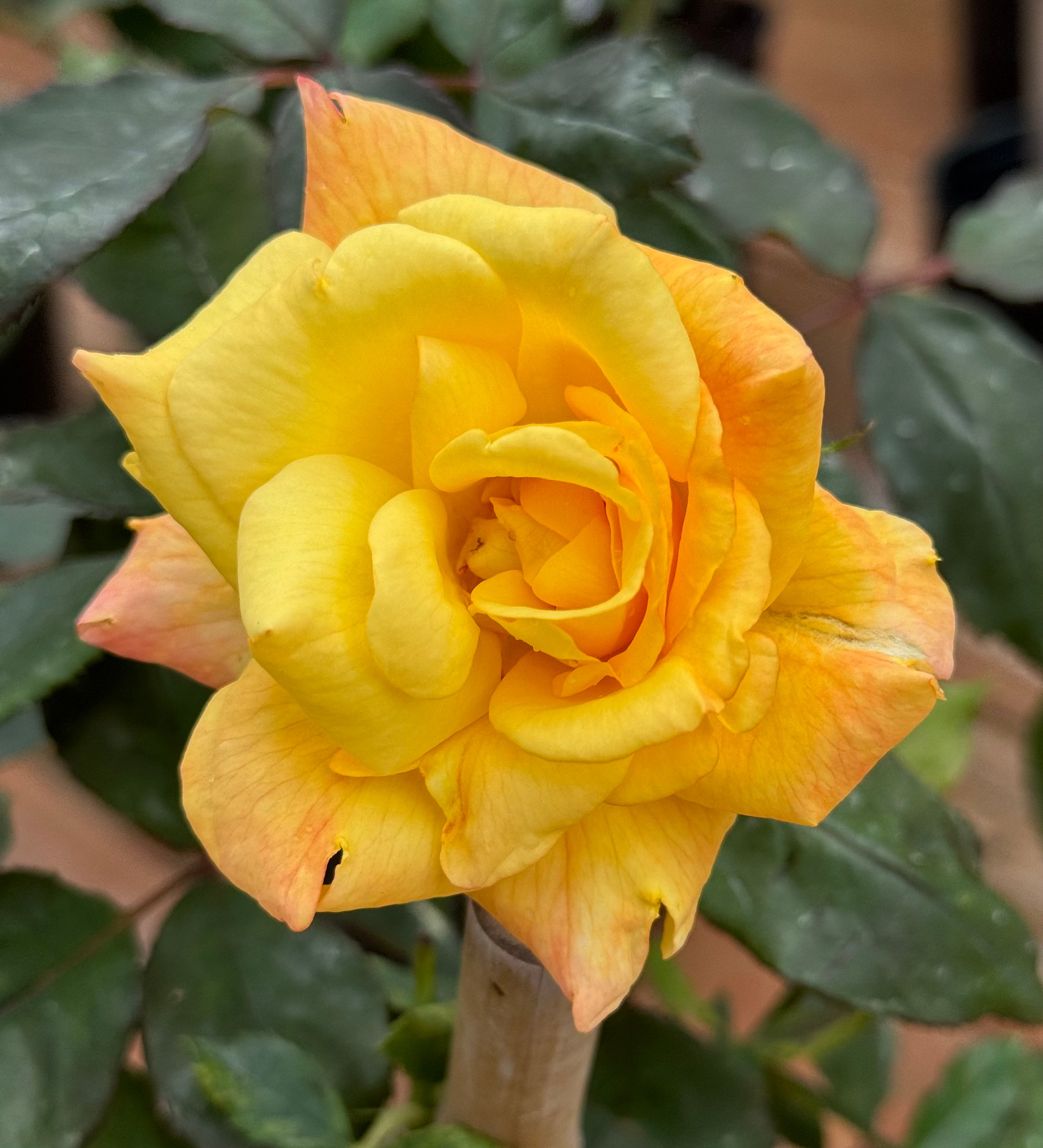 Rio Samba – Nelson's Southern Roses