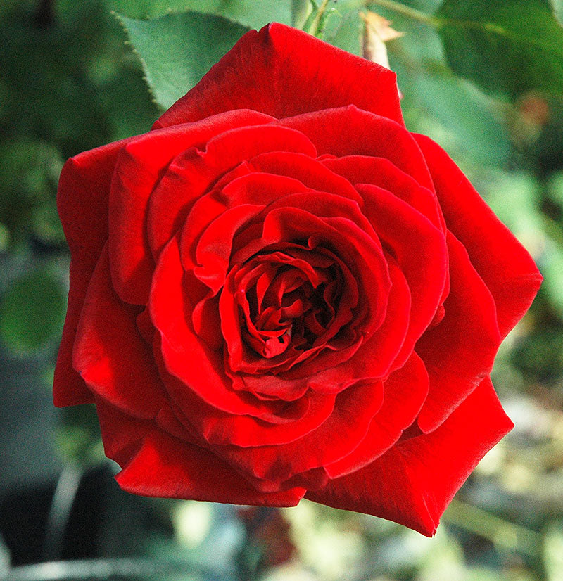 Don Juan – Nelson's Southern Roses