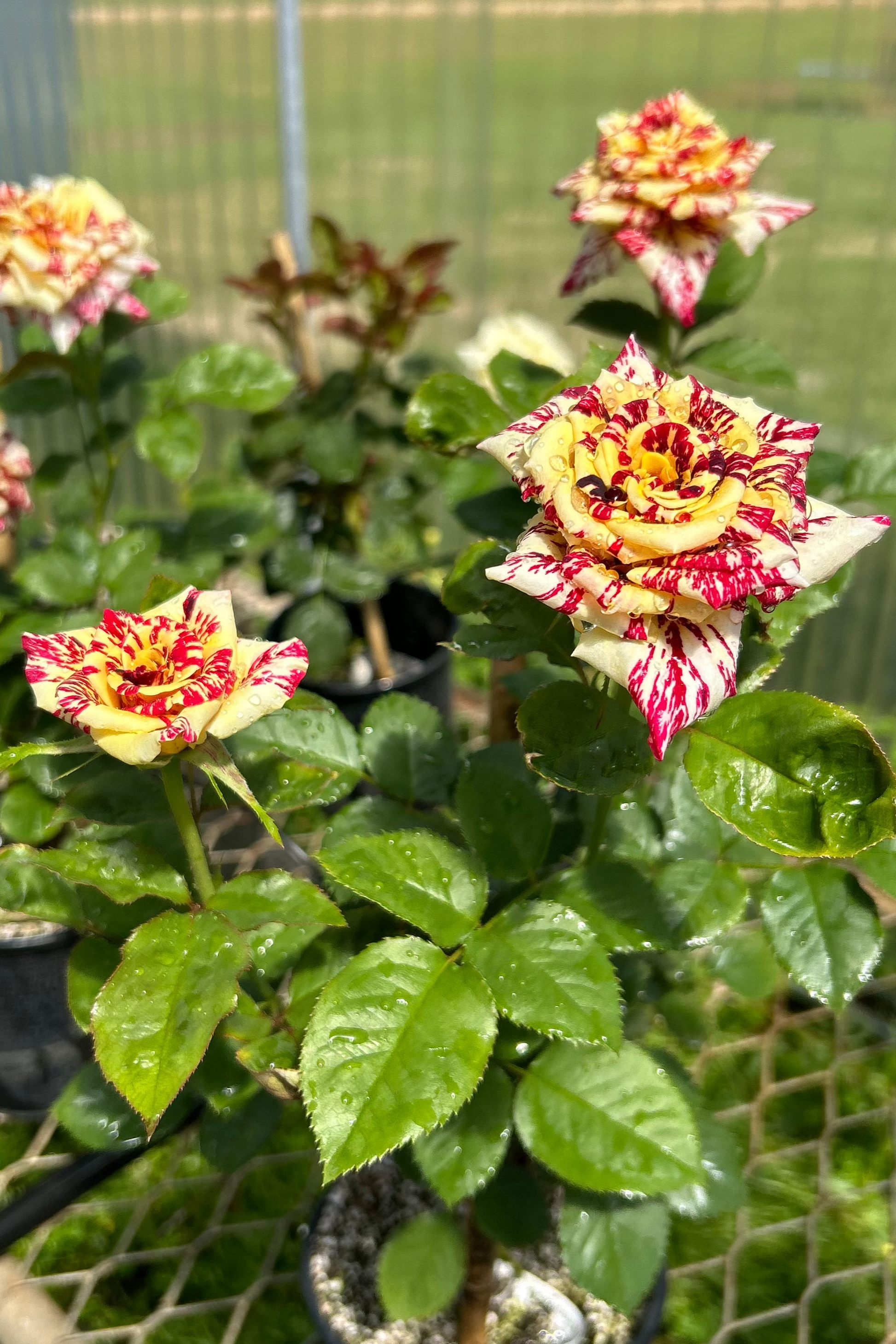 tiger striped rose seeds Simsalabim – Nelson's Southern Roses