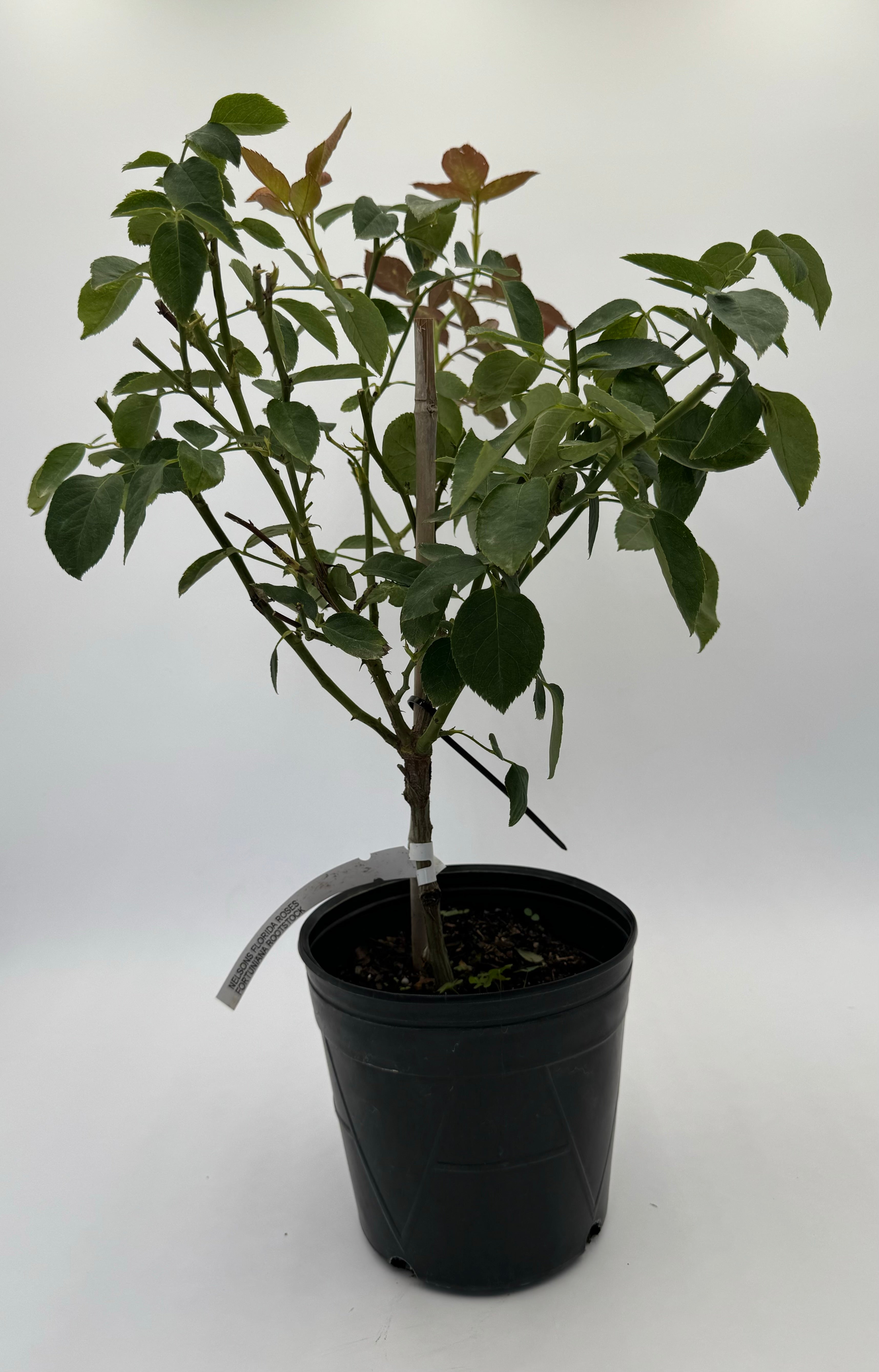 Sugar Moon – Nelson's Southern Roses