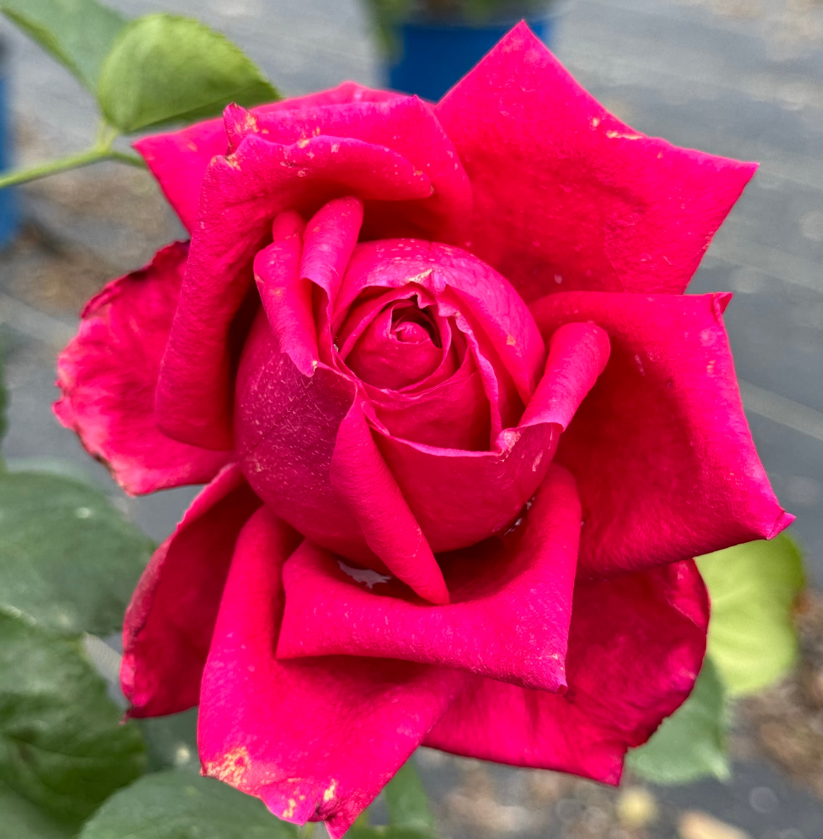 Red Roses Nelson Toro – Nelson's Southern Roses