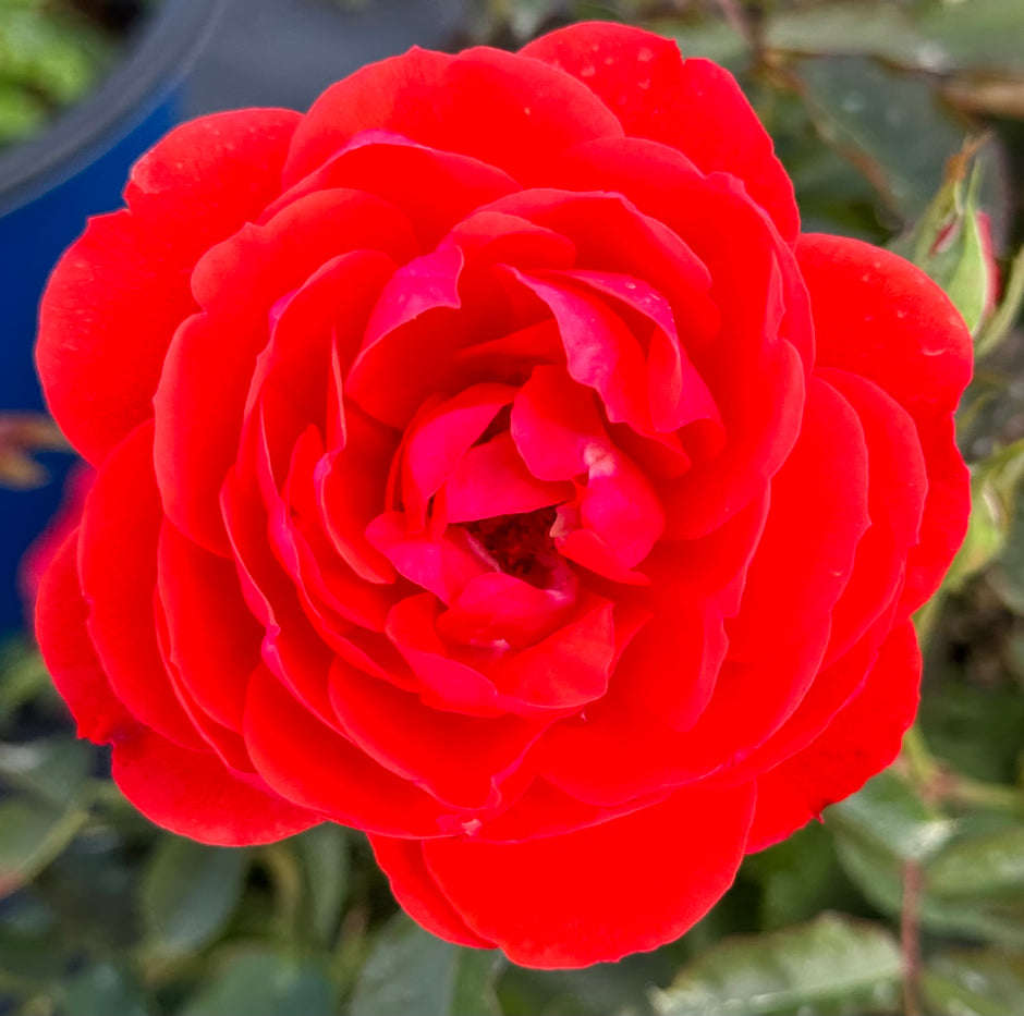 Red Roses Nelson Floribunda – Nelson's Southern Roses