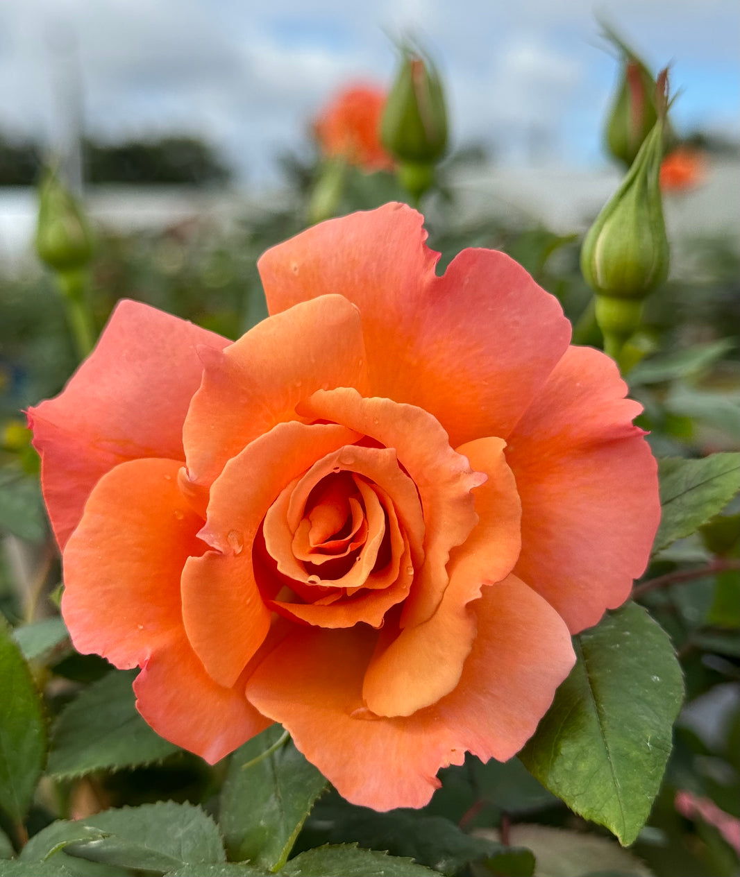 Roses grafted on Fortuniana Rootstock Nelson's Southern Roses
