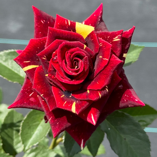 Red Roses Nelson Products – Nelson's Southern Roses